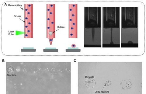 極光創(chuàng)新：新技術可以成功3D打印活老鼠腦細胞